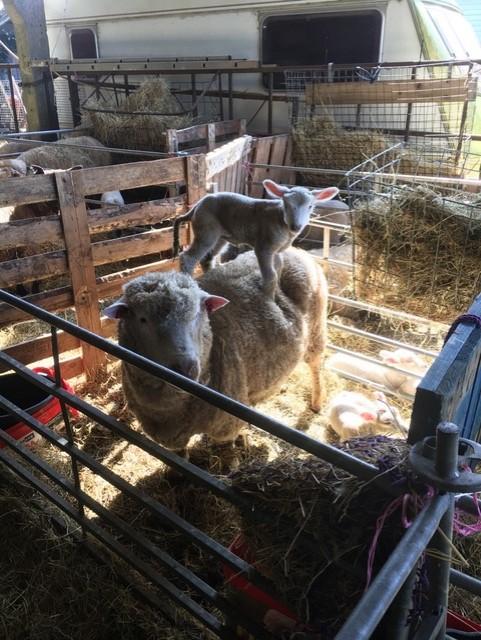 Lamb on back of a ewe