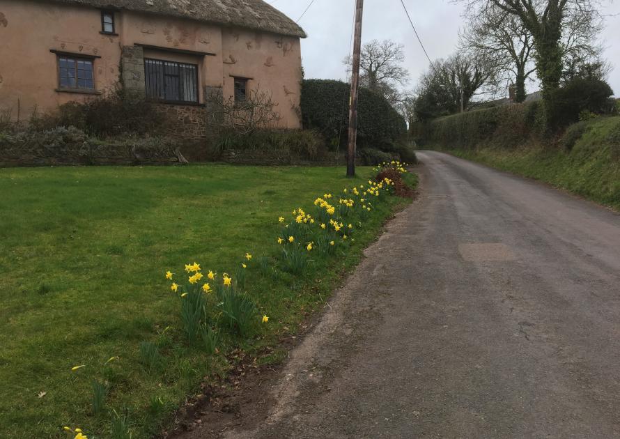 Daffodils on the road to the village hall at Higher Town