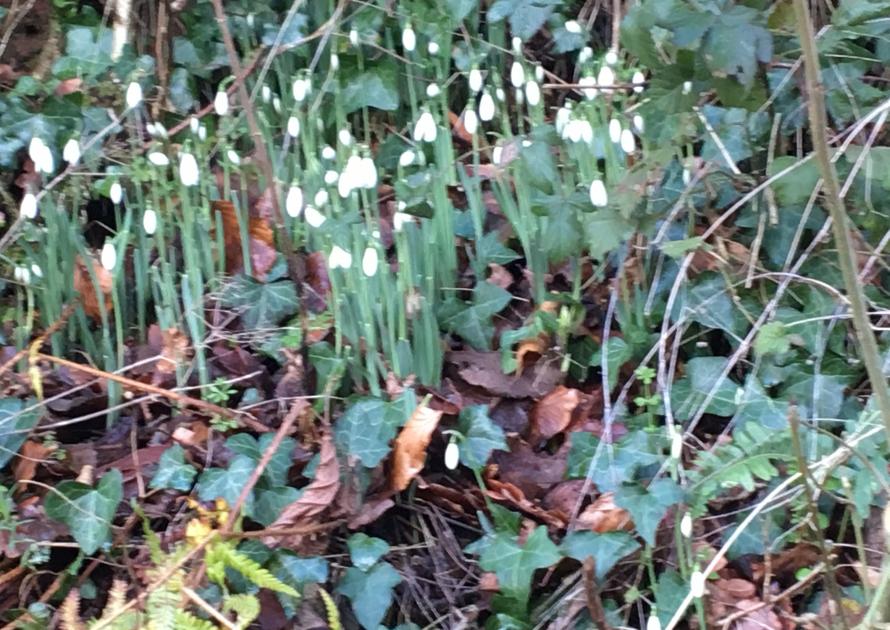 Spring snowdrops