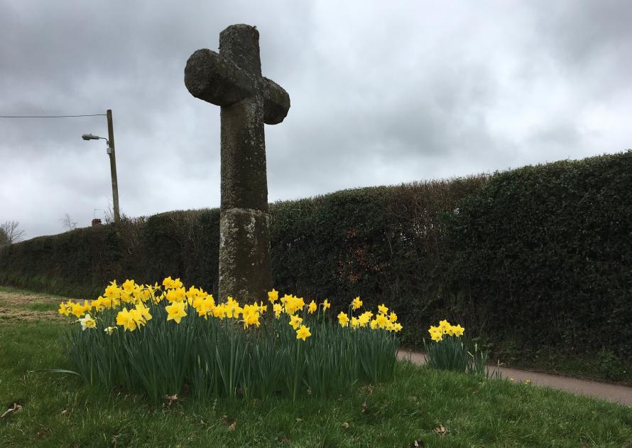 Daffodils around the Stone Cross at Cherrywell