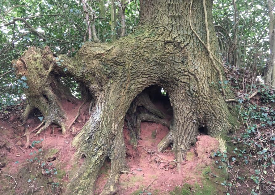Holes in roots of tree in Bulland Lane behind the Village Hall