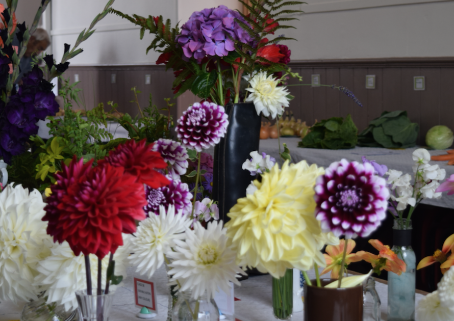 Pom Pom dahlia exhibits 2017