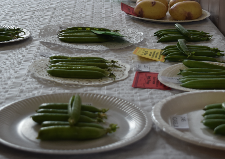 Plates of pea pods 2017