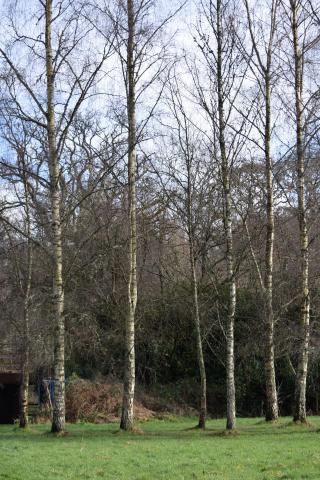 silver birches