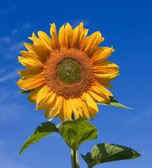 Picture of a large sunflower head against a clear blue sky