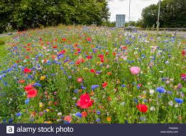 Image of wild flowers growing on a road side verge