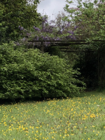 Picture of Buttercup Garden Meadow at Bank Cottage 3.5.2020