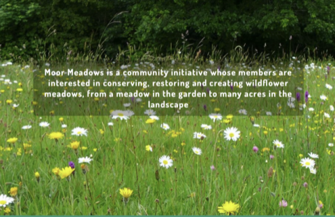 Picture of Moor Meadows wild flower meadow