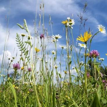 picture of wild flower patch