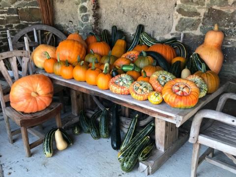 Picture of lots of different shape and size pumpkins displayed on a table