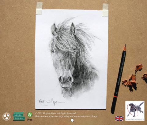 Fine art drawing of a Dartmoor pony's face in black and white