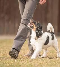 Picture showing a dog walking with its owner