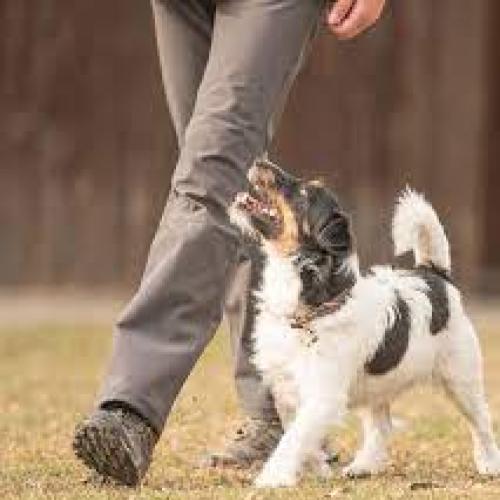 Picture showing a dog walking with its owner