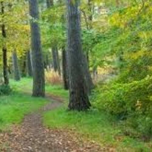 Picture of trees in a woodland